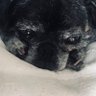 Pug guy 的头像