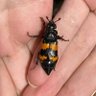 Tenebrionidae 🇵🇸 🇮🇪's profile picture