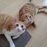 🐱トニー&ココ🐱(&メイ🐱) 的头像