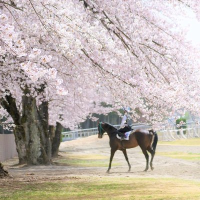 地方競馬教養センター's profile picture