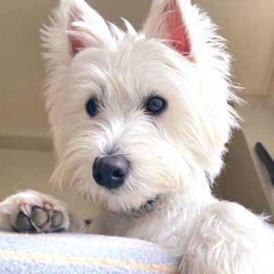 むぎちゃ's profile picture