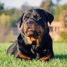 Profilbild von Da Rottweiler