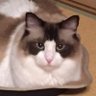 ヤミー profil fotoğrafı