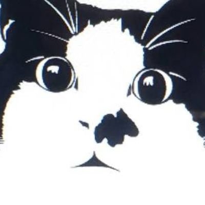 felsen_cat555's profile picture