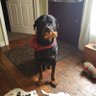 Фото профиля Rottnrotties