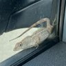 I Lizard profil fotoğrafı