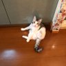 Фото профиля トトにゃん