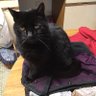 Profilbild von Emma the cat