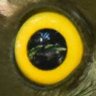 ã¶ãã ã°ã profil fotoÄrafı