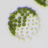 Profilbild von Eudorina