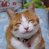 HaHaCat's profile picture