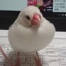 しまニニコ's profile picture