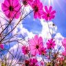 Фото профиля 赤田ひとみ