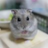 くいしんぼうマロン🌰's profile picture