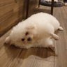 Gratz!Yodarenren profil fotoğrafı
