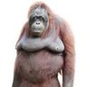 Фото профиля actual ape