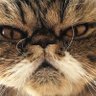 Crazy Cat Women🇺🇸's profile picture