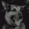 Pies Szarik's profile picture