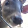 Profilbild von ๐๐ฆOnly Fawns๐ฆ๐