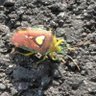 Фото профиля のむらん🌷🍠🙂