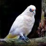 WhiteCorrela profil fotoğrafı