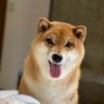 Profilbild von しおり
