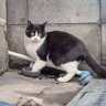 おねこ's profile picture