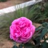 Фото профиля um maryam