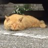 Profilbild von ねこんふらい