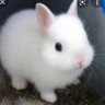 うさぎのほっぺ(ショウカ)'s profile picture