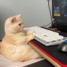 Fukupo profil fotoğrafı