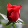 شوشو الهاجري's profile picture