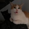 みーくん439 profil fotoğrafı
