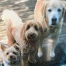 Dog Lover 的头像