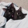 ふわふわのネコチャン's profile picture