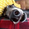 fiona s profil fotoğrafı
