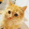 かとー profil fotoğrafı