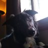 Joshua Bailor's profile picture
