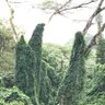 Kinmokusei 的头像