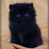 ! profil fotoğrafı