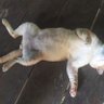 Khat Khat 的头像