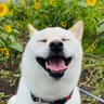白柴犬はる🌸 profil fotoğrafı