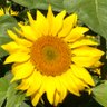 Фото профиля 🌻向日葵