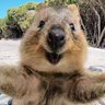 Quokka Wokka 🇺🇸 的头像