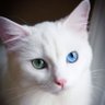 ぽっぽねこ profil fotoğrafı