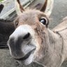 Donkey McScruff 的头像
