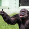 Idiot Savant profil fotoğrafı