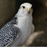 ابوسيف profil fotoğrafı