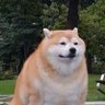 Profilbild von Akori