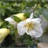 Nine Lanternlight Lotus profil fotoğrafı